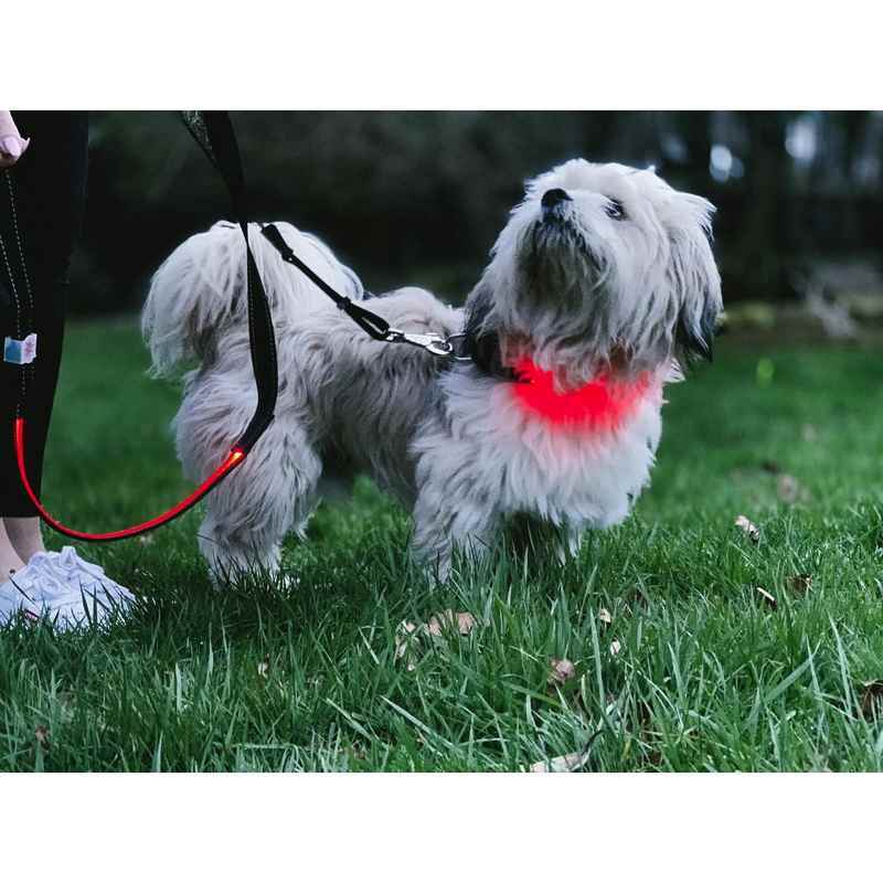 Lilly and Jake LED Dog Lead Red
